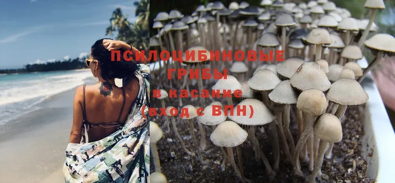 хочу   Чусовой  Псилоцибиновые грибы Psilocybe 